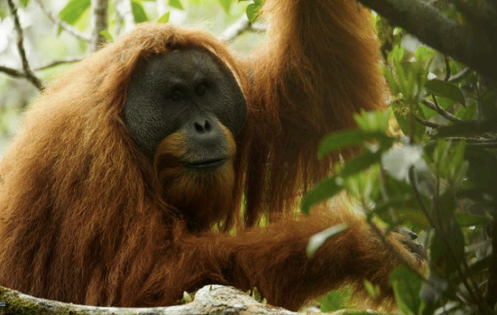 The Tapanuli Orangutan