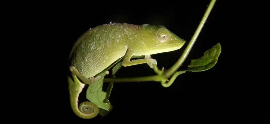 The Tarzan Chameleon