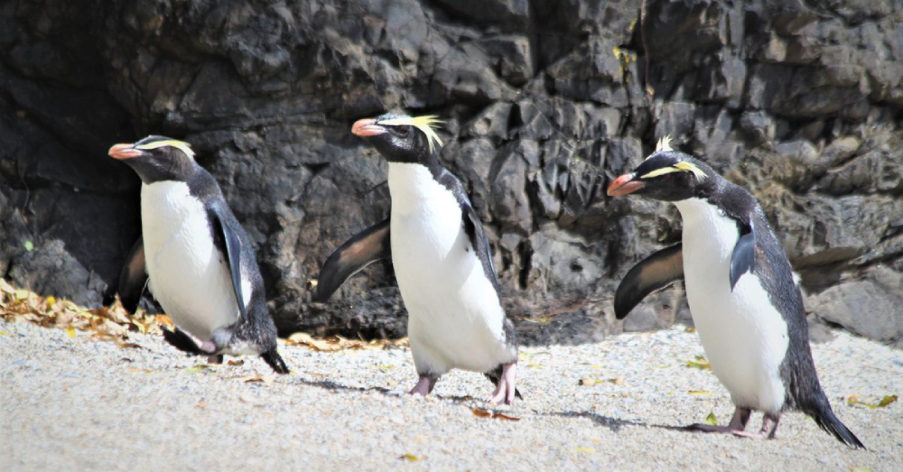 The Tawaki Penguin