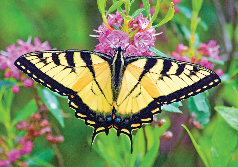 The Tiger Swallowtail Butterfly