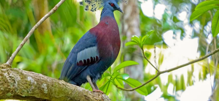 The Victoria Crowned Pigeon