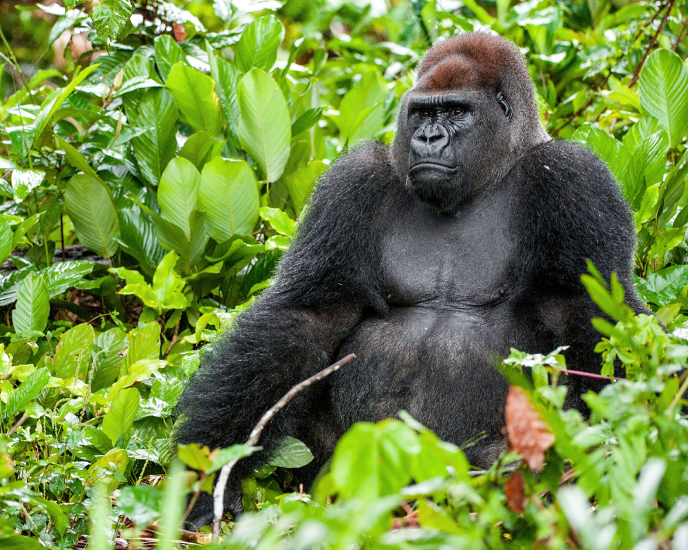 The Western Lowland Gorilla