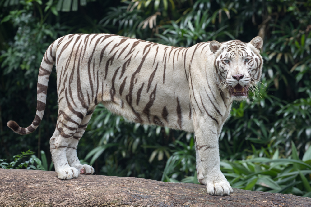 The White Bengal Tiger