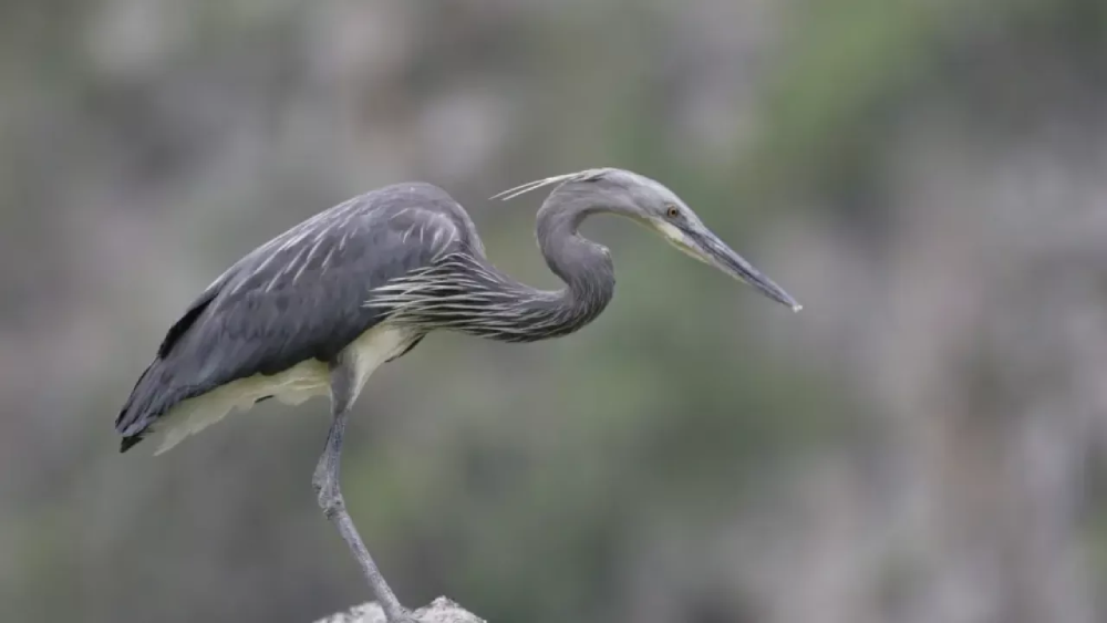 The White-bellied Heron