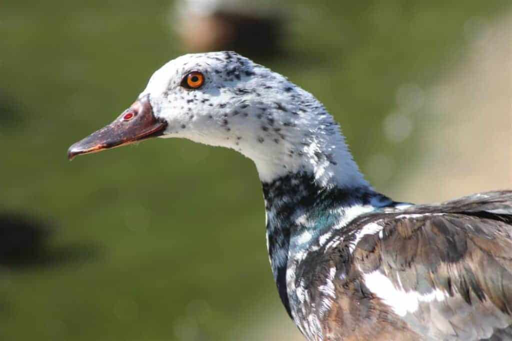 The White-winged Duck