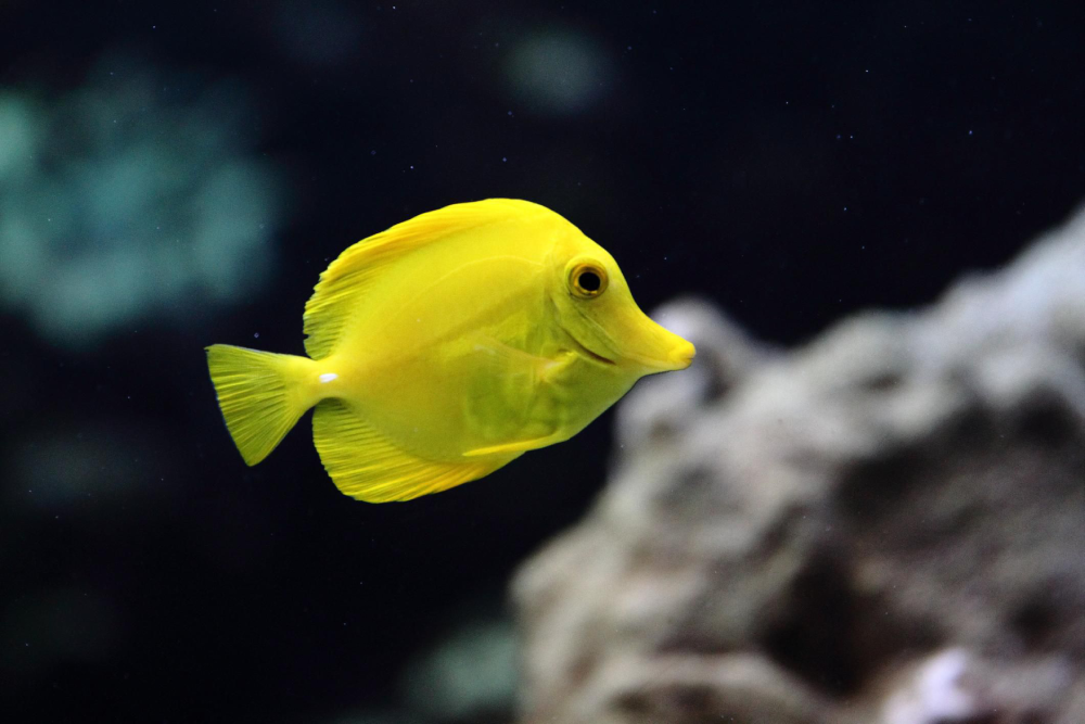 The Yellow Tang