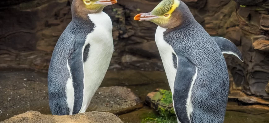 The Yellow-eyed Penguin