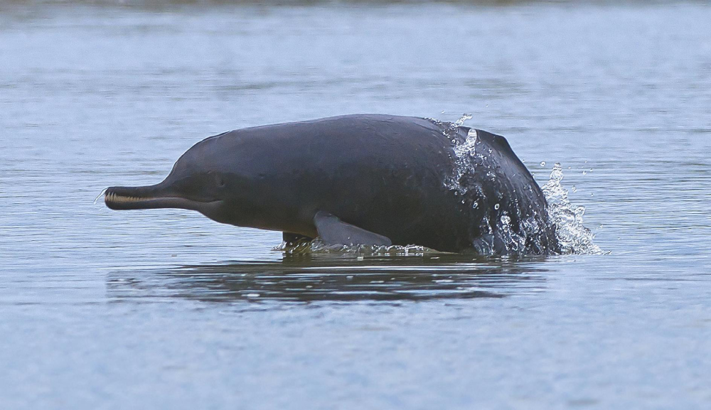 The Indus River Dolphin