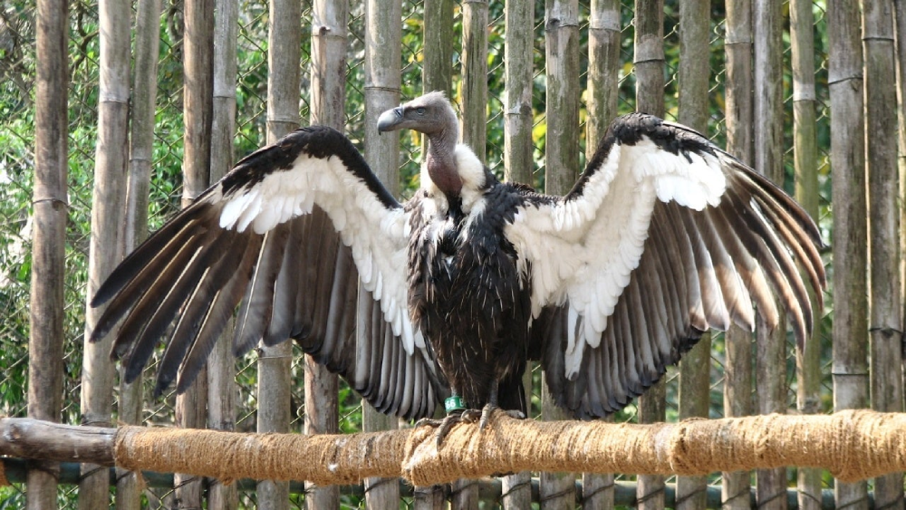 The the White-Rumped Vulture