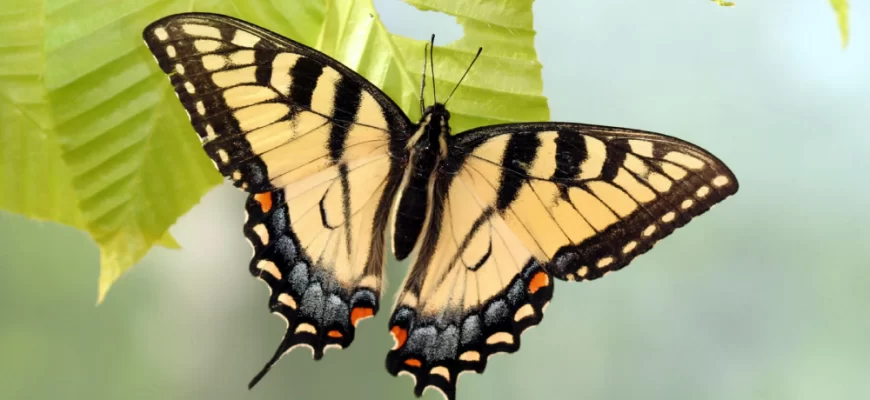 Tiger Swallowtail Butterfly