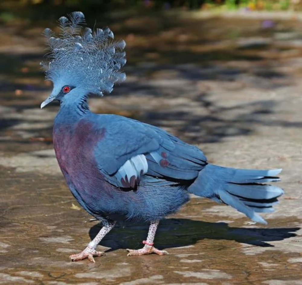 Victoria Crowned Pigeon