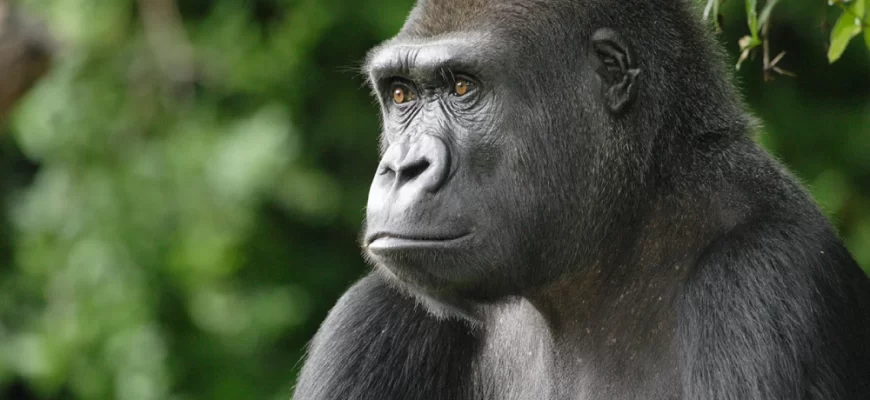 Western Lowland Gorilla