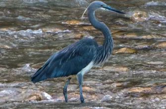 White-bellied Heron