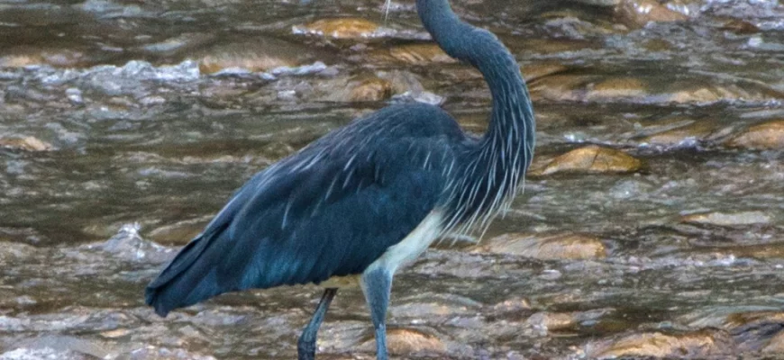 White-bellied Heron