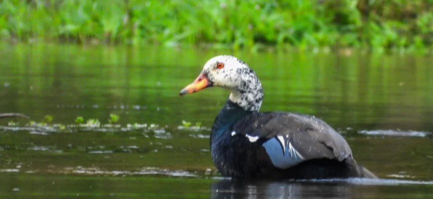 White-winged Duck