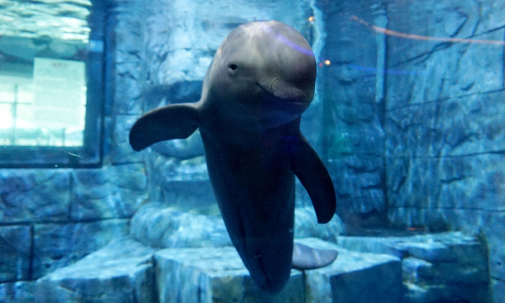 Yangtze Finless Porpoise