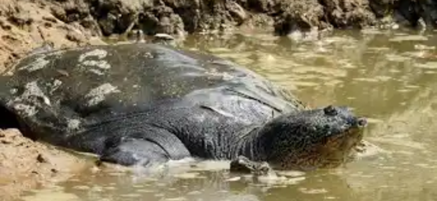 The enormous Yangtze giant softshell turtle is the world's rarest turtle.