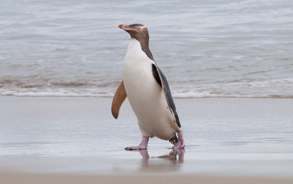 Yellow-eyed Penguin