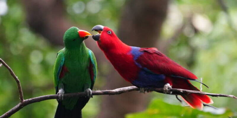 Eclectus-photo by Chi Keung Chan at getty iamges