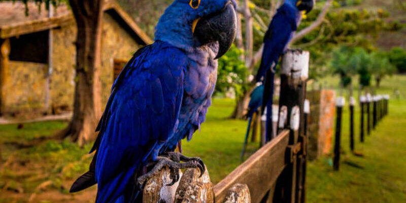 hyacinth macaw's photo by Luciano Justiniano at getty images