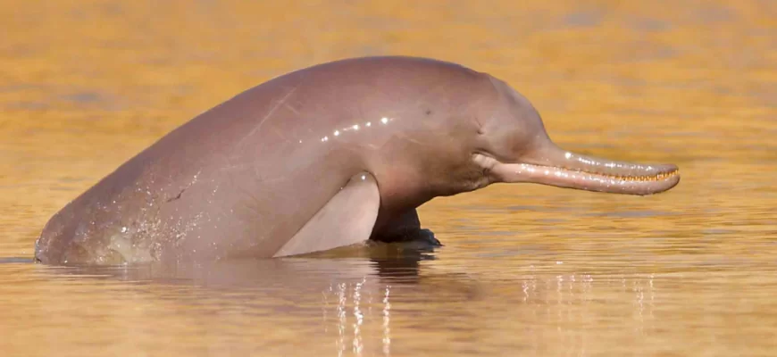 Indus River Dolphin