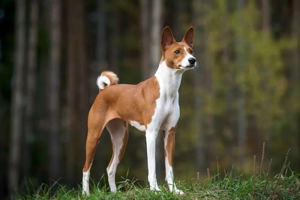 basenji stock photos