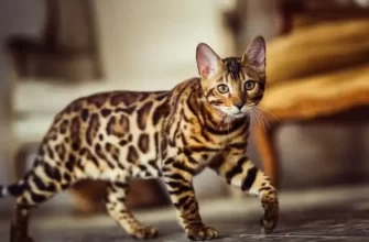 the Bengal Cat emerged with its distinctive