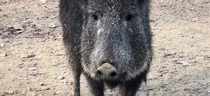 the Chacoan Peccary