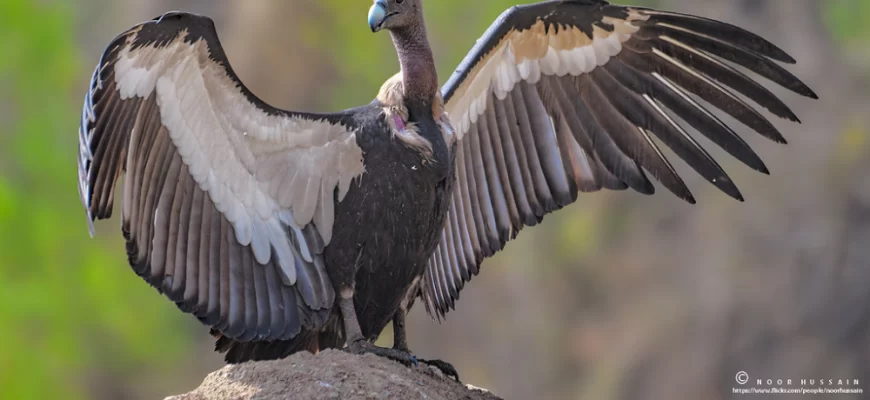 the White-Rumped Vulture