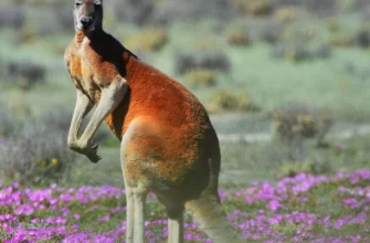 A Red Kangaroo