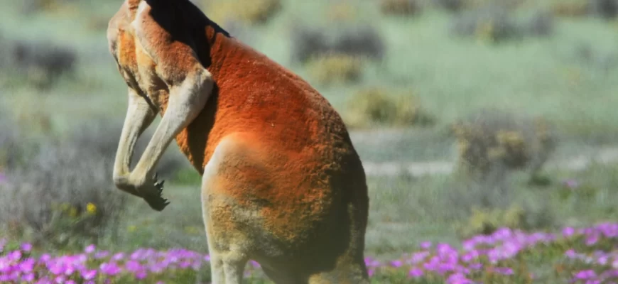 A Red Kangaroo