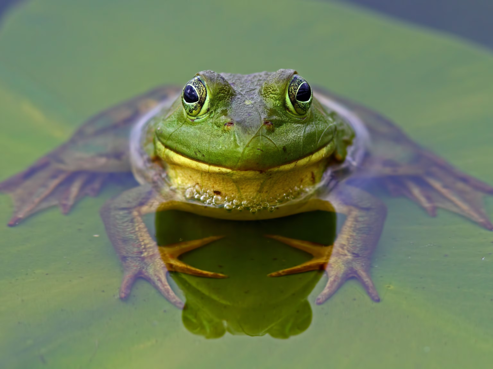 African Bullfrog