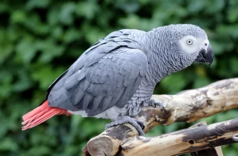 African Grey Parrots