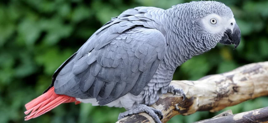 African Grey Parrots