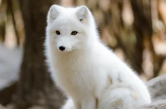 Arctic Fox