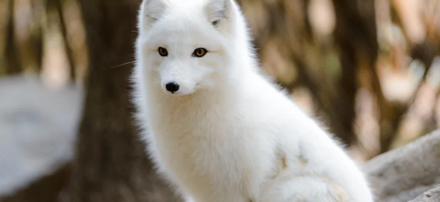 Arctic Fox