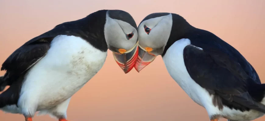 Atlantic Puffin