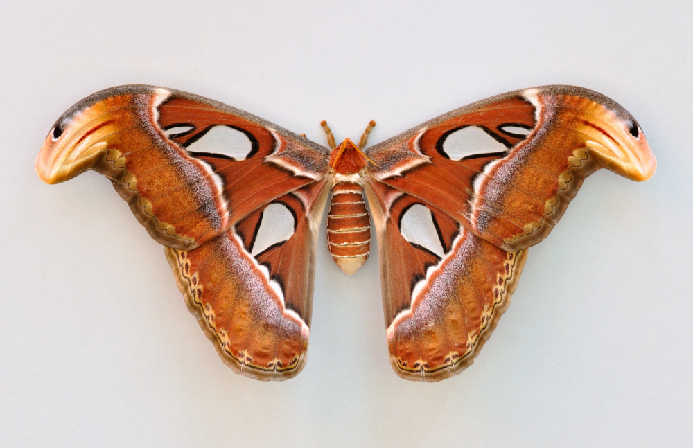 Atlas moth