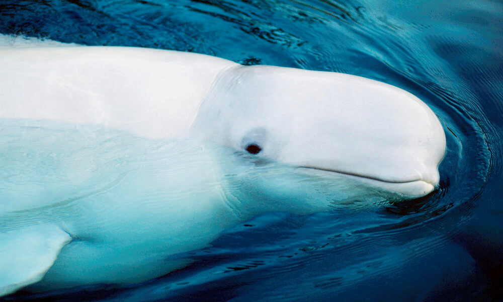 Beluga Whale