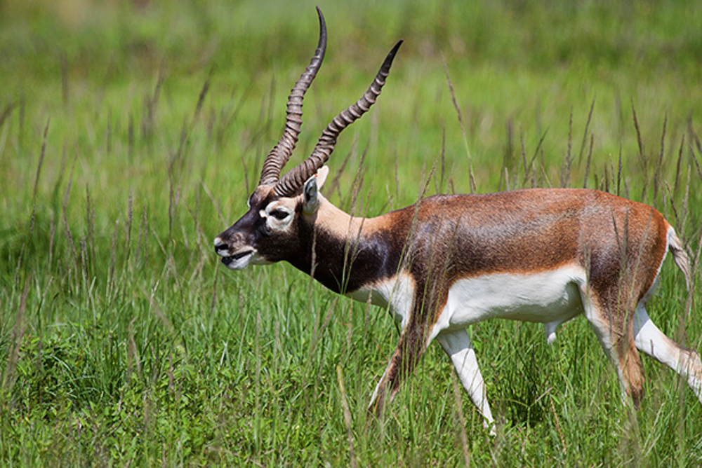 Blackbuck