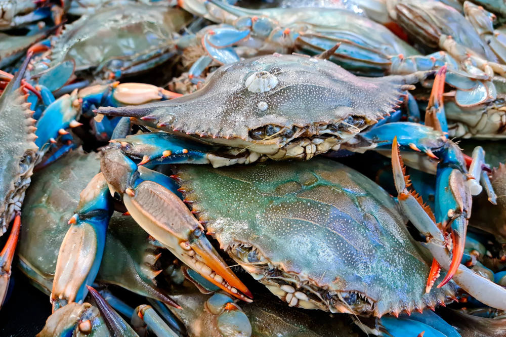 Blue Crab