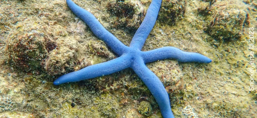 Blue Sea Star