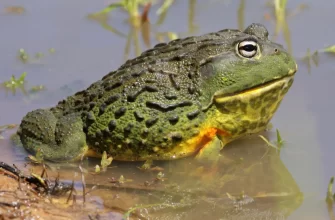 Bullfrog