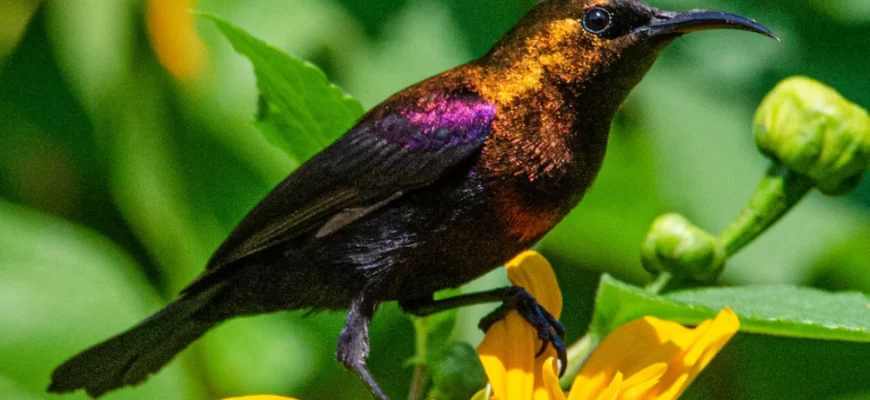 Copper Sunbird