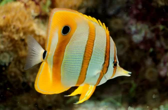 Copperband Butterflyfish