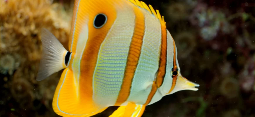 Copperband Butterflyfish