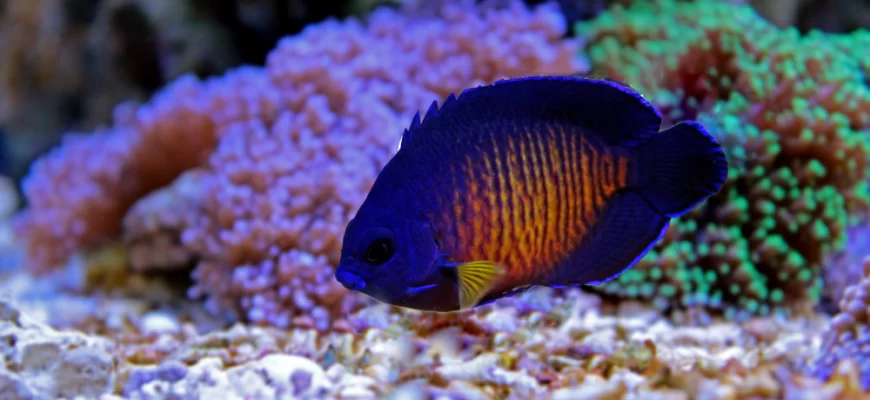 Coral Beauty Angelfish