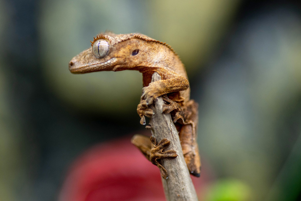 Crested Gecko