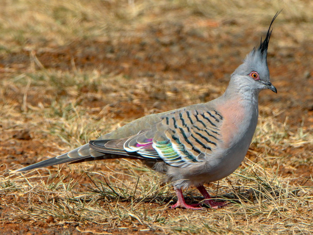 Crested Pigeon