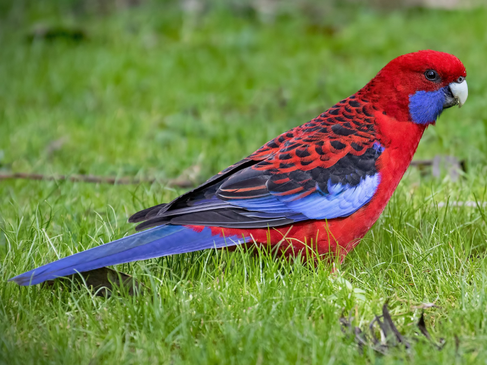 Crimson Rosella